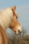 Haflinger Portrait / haflinger horse portrait