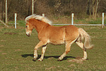 galoppierender Haflinger / galloping haflinger horse