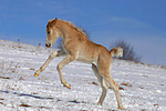 galoppierendes Haflinger Fohlen / galloping haflinger horse foal