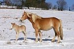 Haflinger / haflinger horses