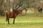 Deutsches Reitpony / pony