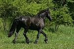 trabender Friese / trotting friesian horse