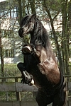 Friese / frisian horse