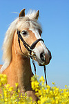 Haflinger Portrait / haflinger horse portrait