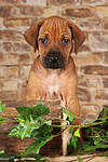 Rhodesian Ridgeback Welpe / rhodesian ridgeback puppy