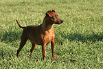 stehender Rehpinscher / standing miniature pinscher