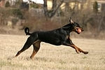 Dobermann / doberman pinscher