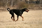 Dobermann / doberman pinscher