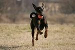 Dobermann / doberman pinscher