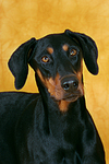 Dobermann Portrait / Doberman Pinscher Portrait