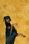 Dobermann macht Männchen / Doberman Pinscher shows trick