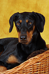 Dobermann Portrait / Doberman Pinscher Portrait