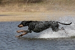 Dobermann / doberman pinscher