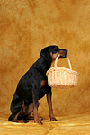 Dobermann apportiert Korb / Doberman Pinscher retrieves basket