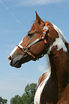 Pinto Hengst / pinto stallion