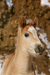 Haflinger Fohlen / haflinger horse foal