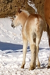 Haflinger Fohlen / haflinger horse foal