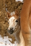 Haflinger Fohlen / haflinger horse foal