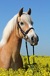 Haflinger Portrait / haflinger horse portrait