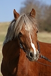 Welsh Pony