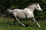 Deutsches Reitpony / pony