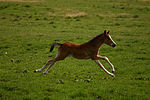 Deutsches Reitpony / pony