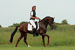 Deutscher Reitpony Hengst / pony stallion