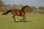 Deutsches Reitpony / pony