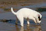 Parson Russell Terrier Welpe / parson russell terrier puppy