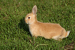 junges Zwergkaninchen / young dwarf rabbit