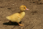 junge Warzenente / young muscovy duck