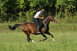 Frau reitet Deutsches Reitpony / woman rides pony