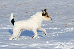 Parson Russell Terrier rennt durch den Schnee / prt running through snow