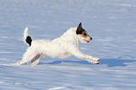 Parson Russell Terrier rennt durch den Schnee / prt running through snow
