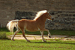 galoppierender Haflinger / galloping haflinger horse