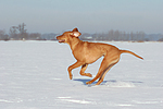 rennender Rhodesian Ridgeback / running Rhodesian Ridgeback