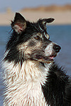 Border Collie Portrait