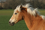 Haflinger Portrait / haflinger horse portrait