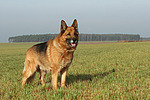 stehender Deutscher Schäferhund / standing German Shepherd