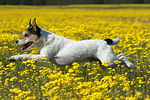 springender Parson Russell Terrier / jumping PRT