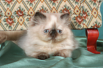 liegendes Perser Colourpoint Kätzchen / lying persian colourpoint kitten