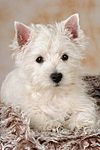 liegender West Highland White Terrier Welpe / lying West Highland White Terrier Puppy