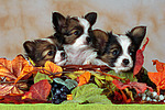 Papillon Welpen / papillon puppies