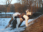 Parson Russell Terrier im Schnee / PRT in snow