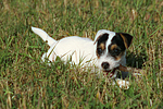 Parson Russell Terrier Welpe knabbert Stöckchen / PRT puppy