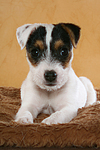 liegender Parson Russell Terrier Welpe / lying PRT puppy