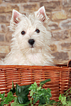 West Highland White Terrier Welpe / West Highland White Terrier Puppy