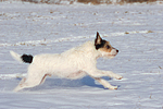 Parson Russell Terrier rennt durch den Schnee / prt running through snow