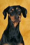 Dobermann Portrait / Doberman Pinscher Portrait