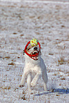 Parson Russell Terrier spielt im Schnee / playing PRT in snow